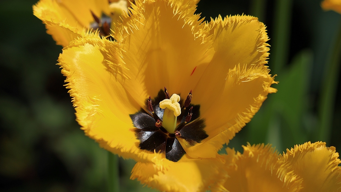 Желтые тюльпаны с черной серединкой крупным планом