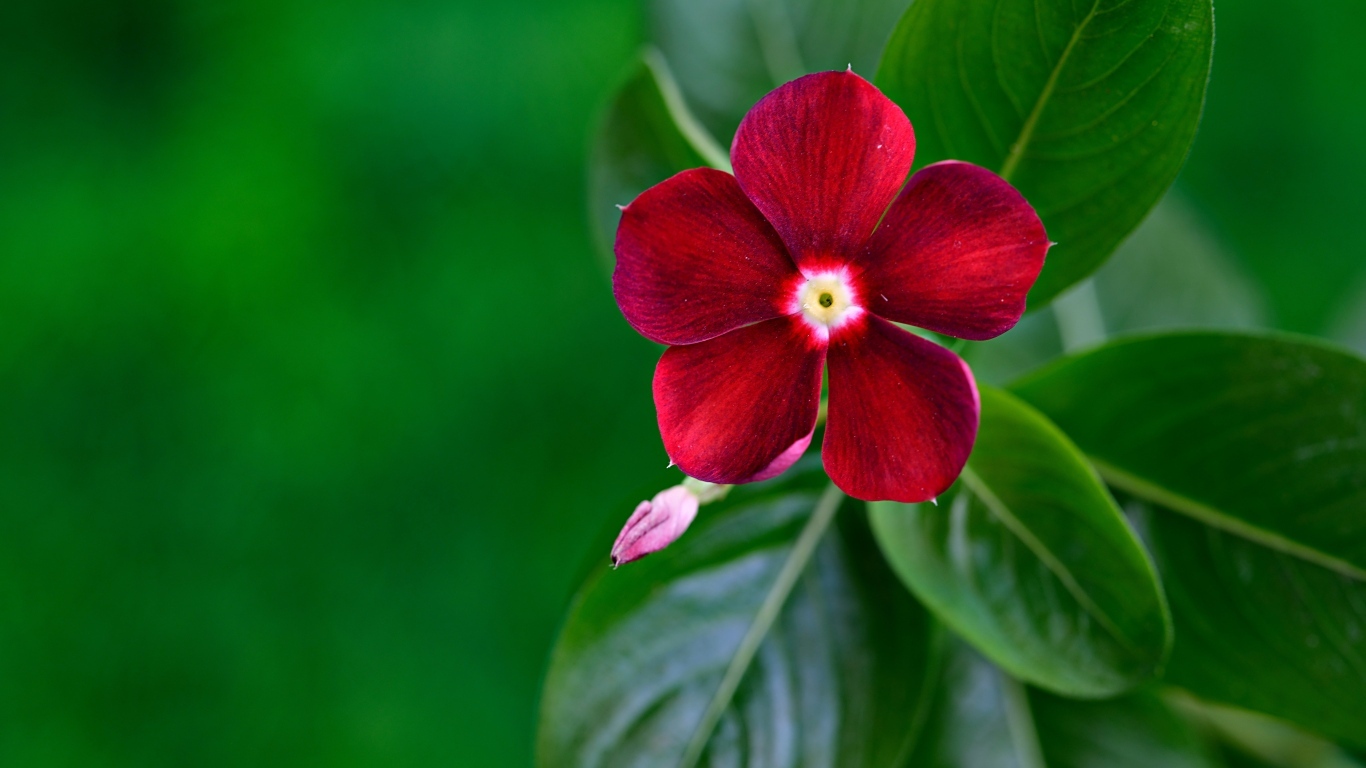 Красивый красный цветок барвинок