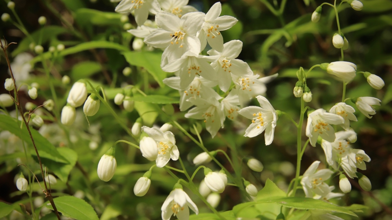 Красивый белый весенний цветок