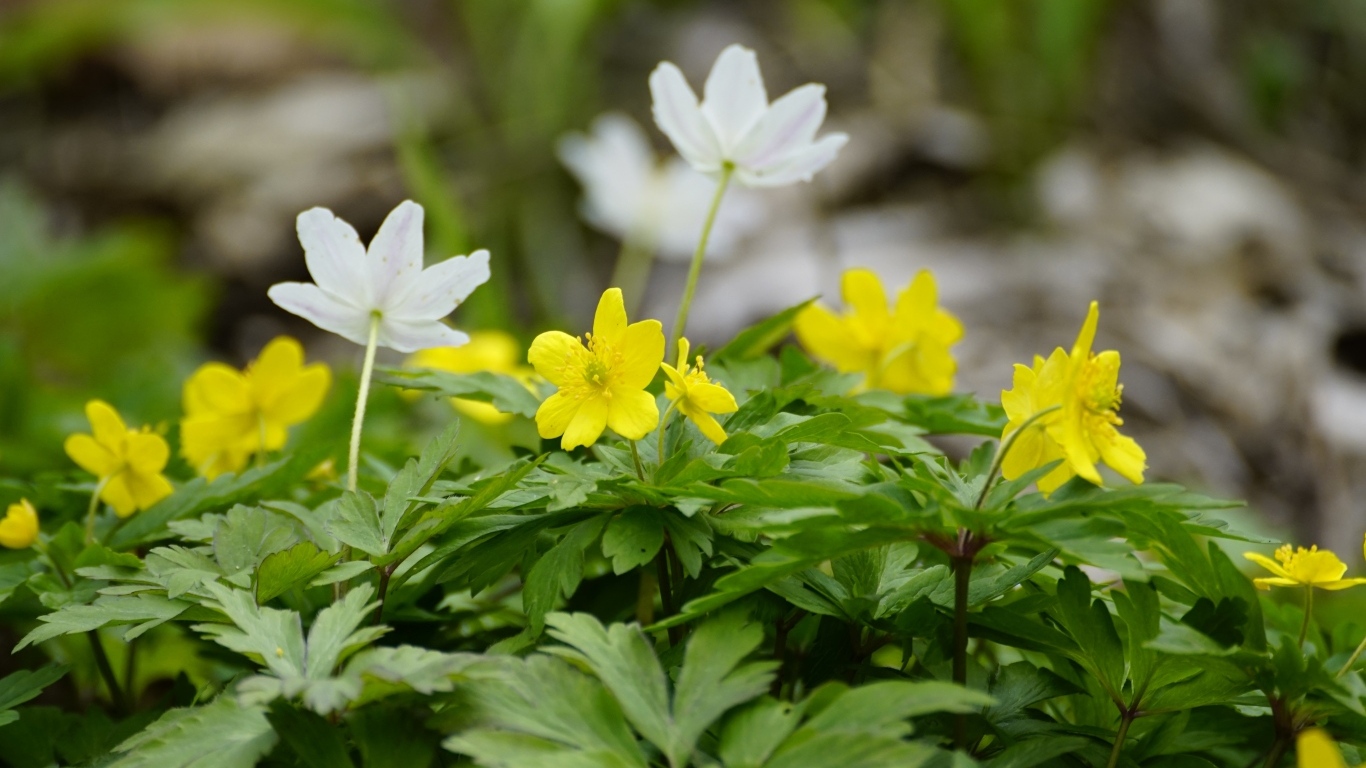 Лесные цветы ветреница ранункулоидная