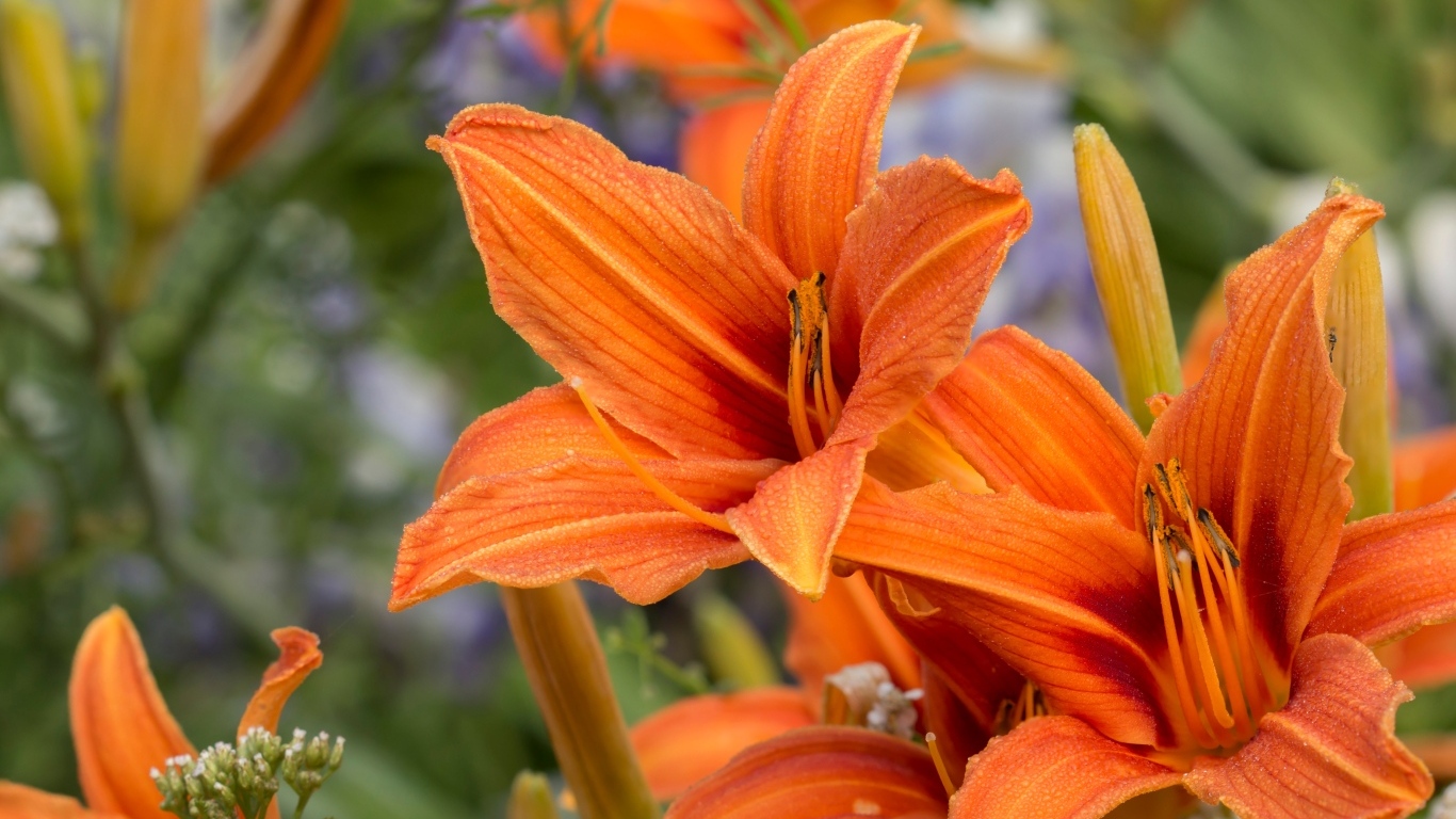 Оранжевые цветы садового лилейника