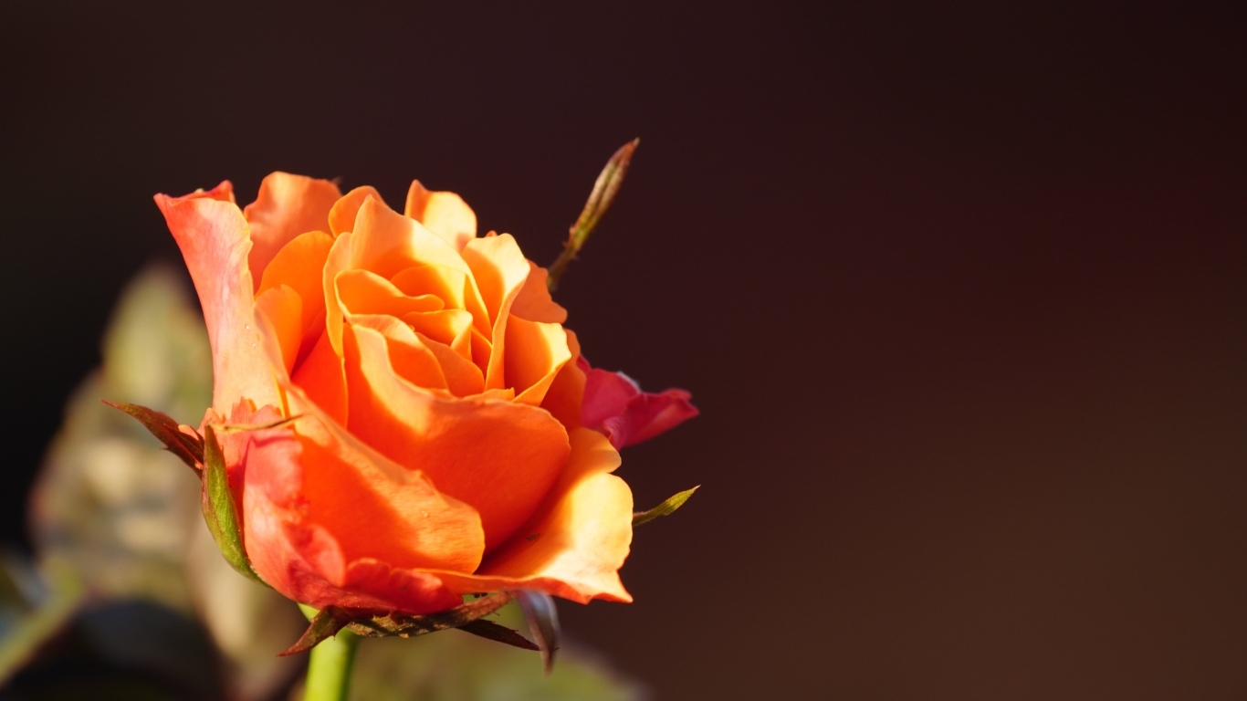 Оранжевая роза в лучах солнца