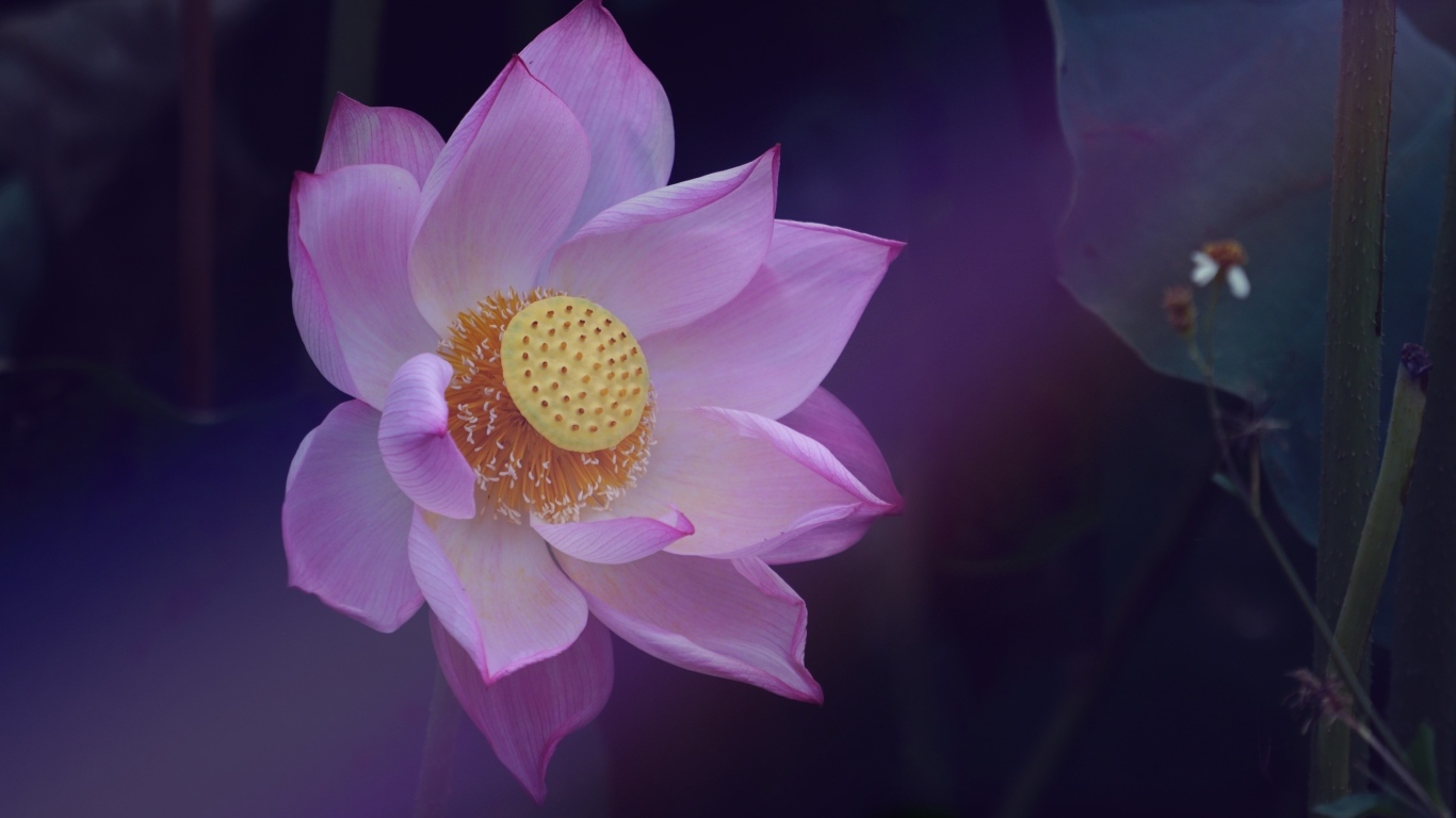 Розовый цветок лотоса с желтой серединкой