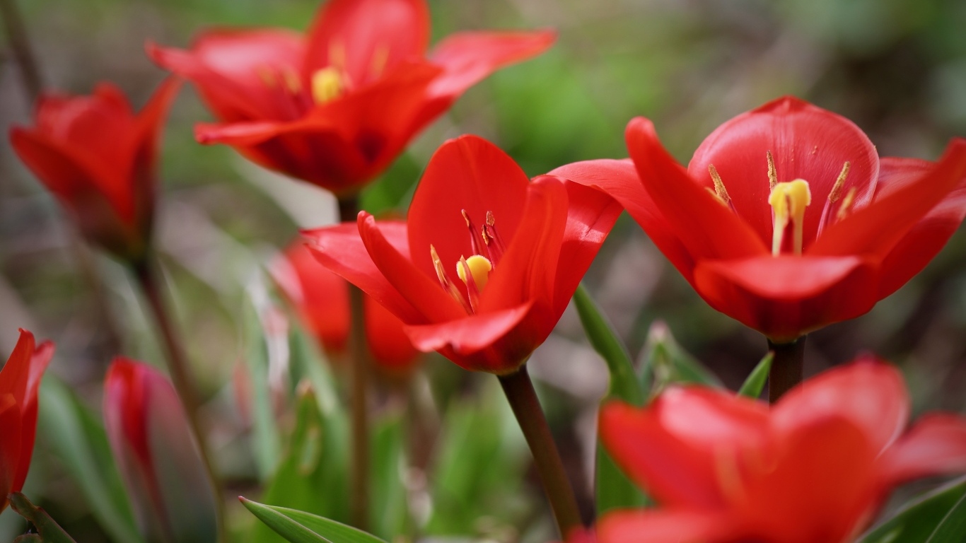 Маленькие красивые красные тюльпаны