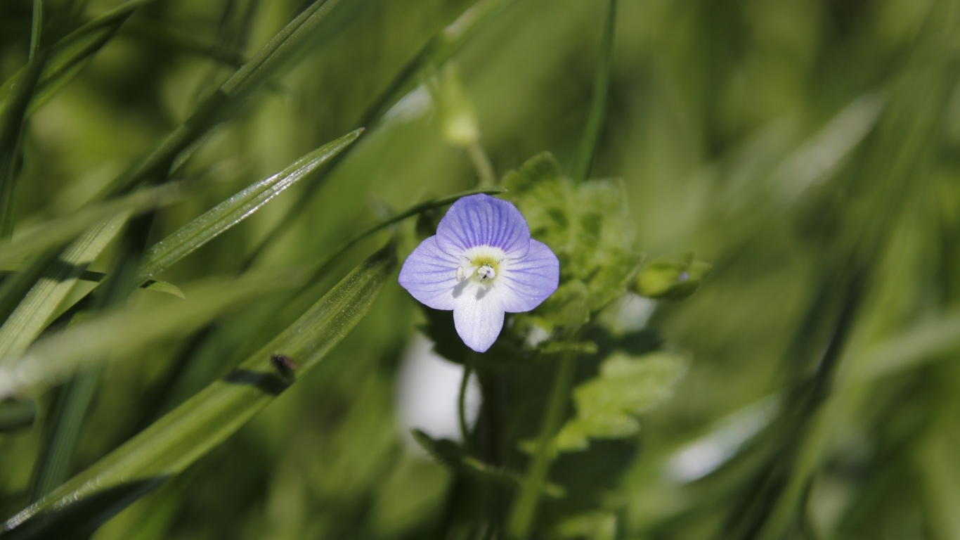 Маленький фиолетовый цветок гипсофилы