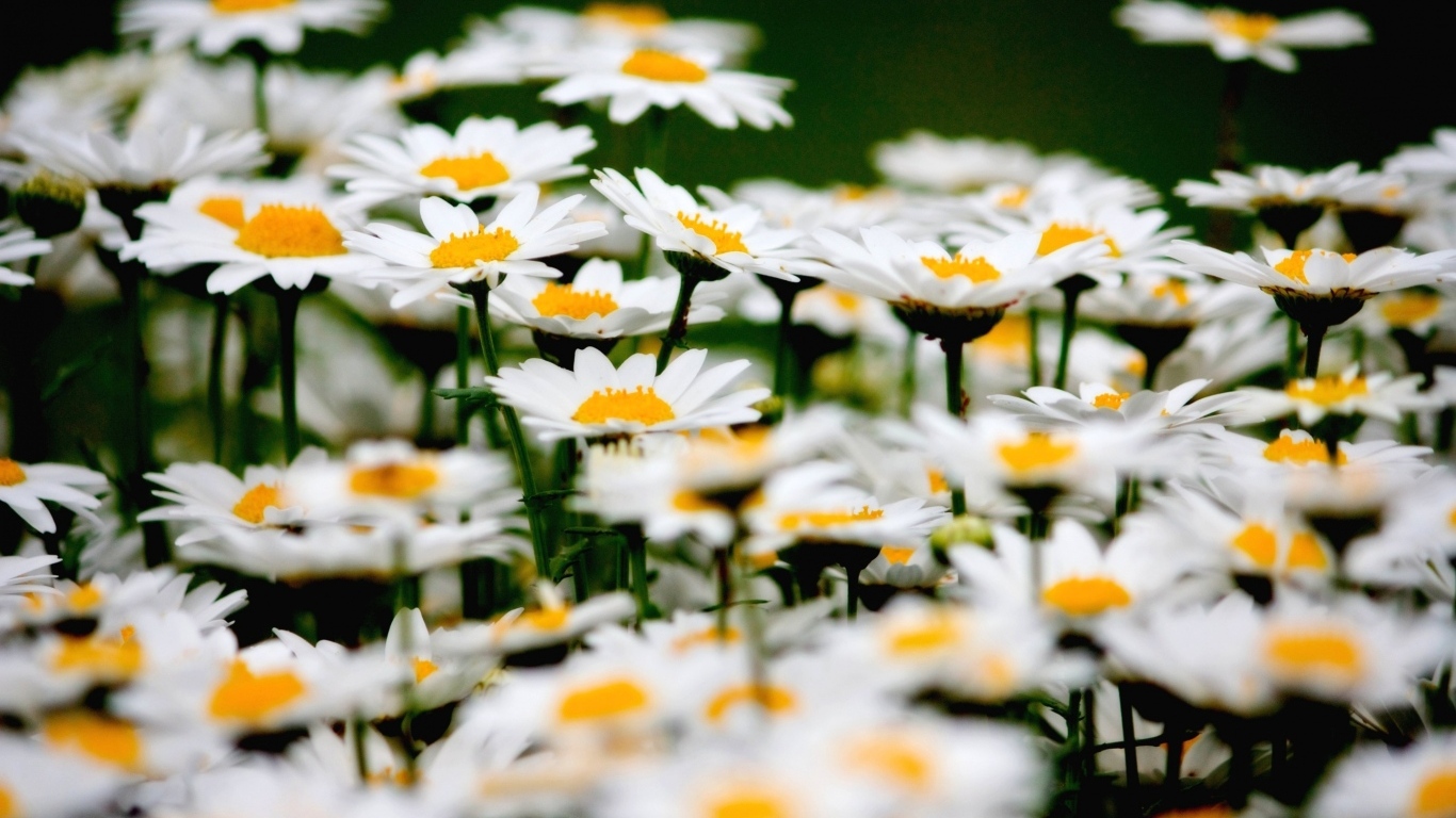 Маленькие белые ромашки крупным планом