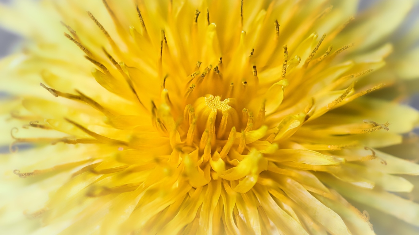 Желтый одуванчик крупным планом