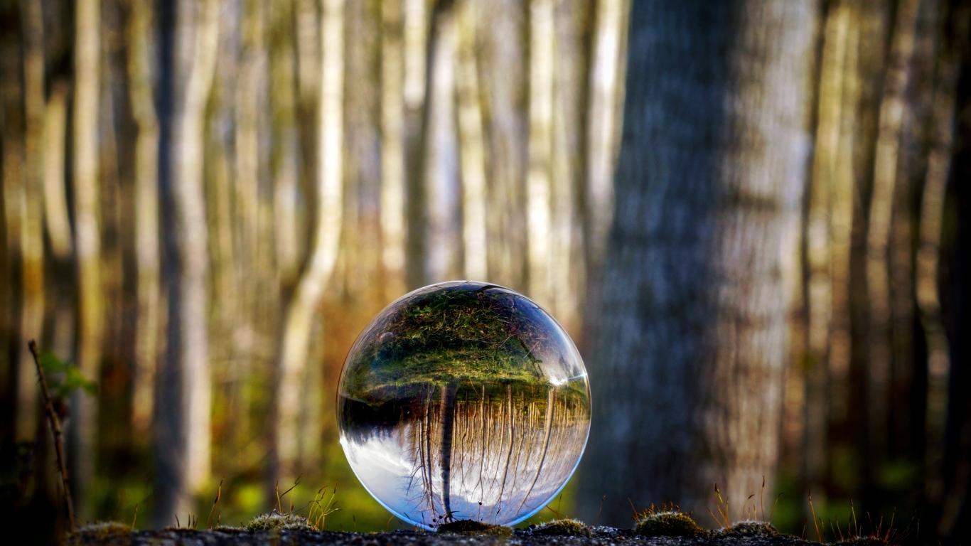 Лес отражается в стеклянном шаре