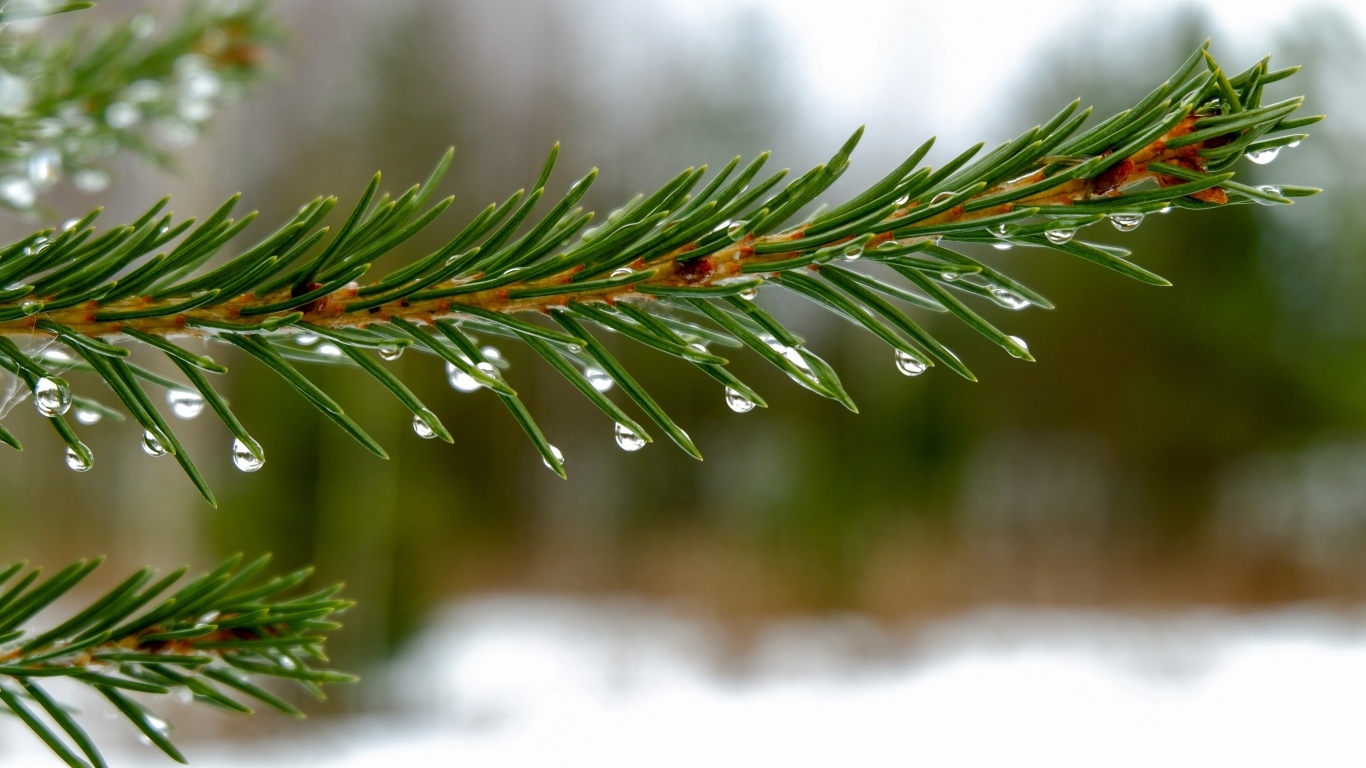 Мокрая зеленая еловая ветка