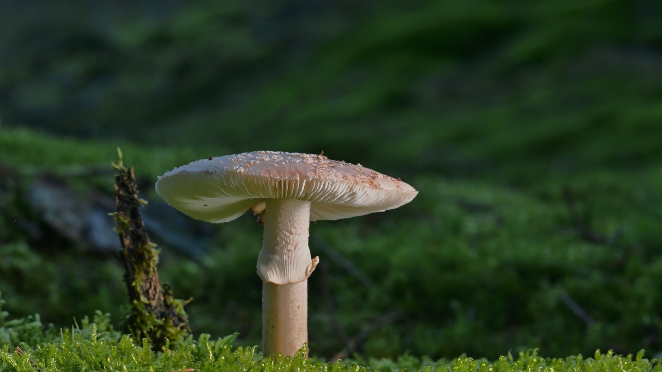 Большой гриб растет на покрытой зеленым мхом земле