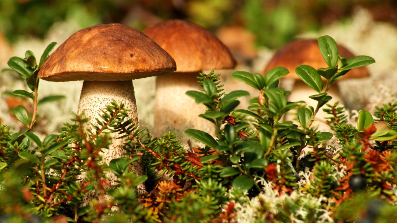 Много грибов растет в зеленой траве