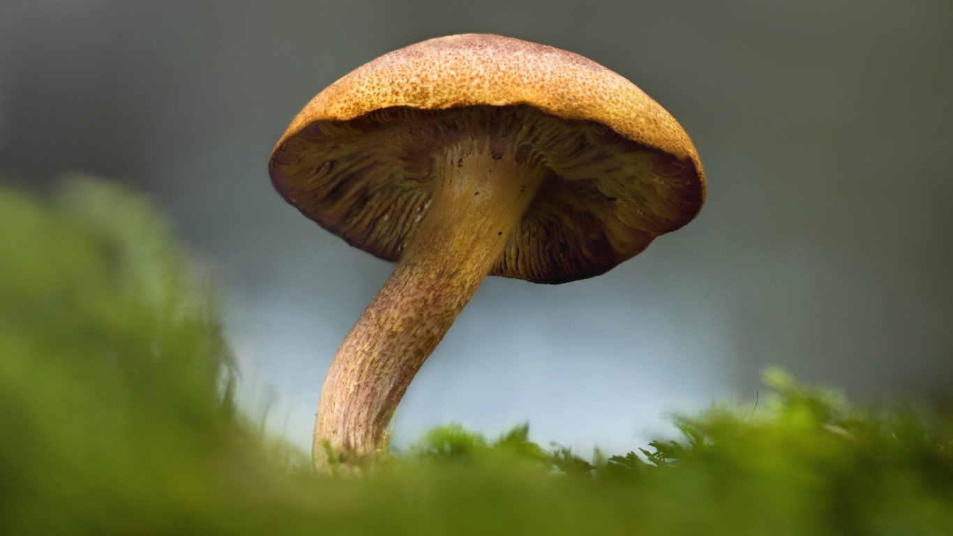 Большой гриб растет на зеленом мхе