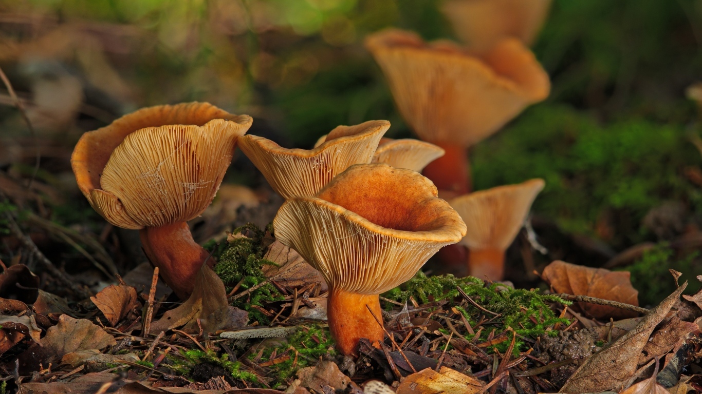 Грибы лисички на земле в лесу