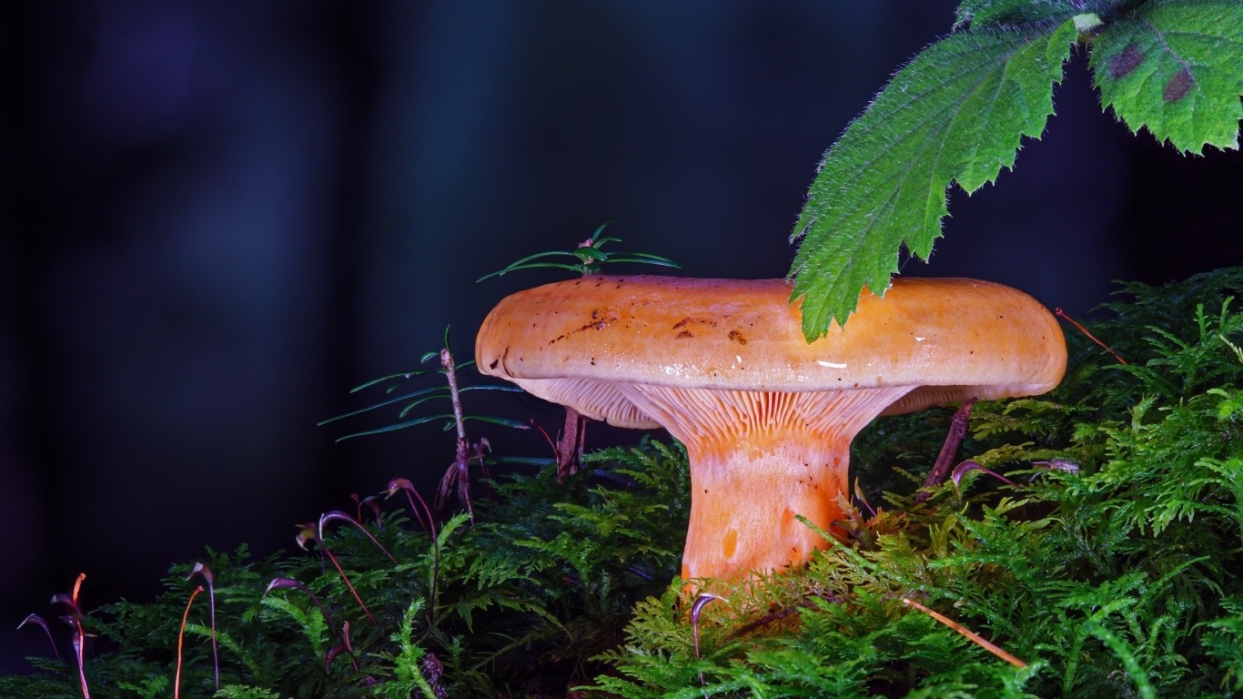 Большой молочный гриб в зарослях мха