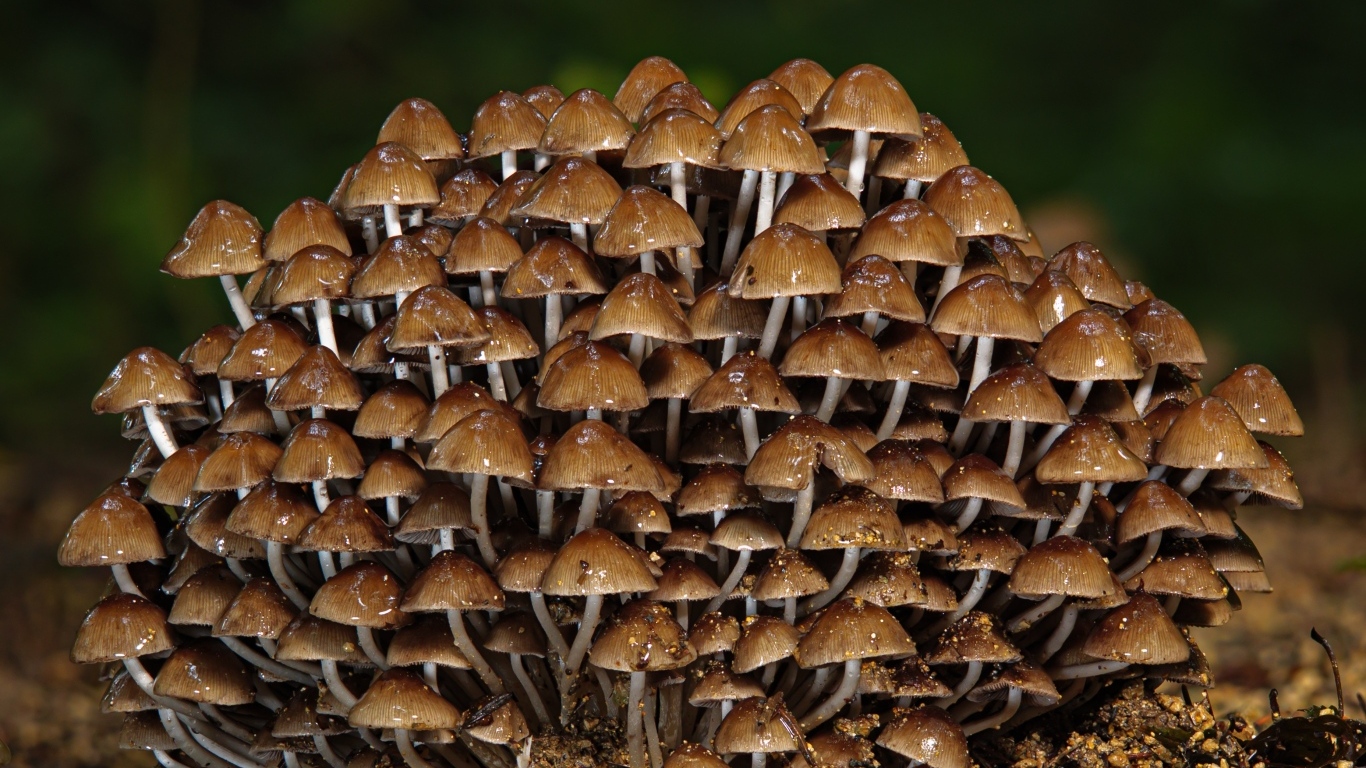 Много маленьких грибов крупным планом