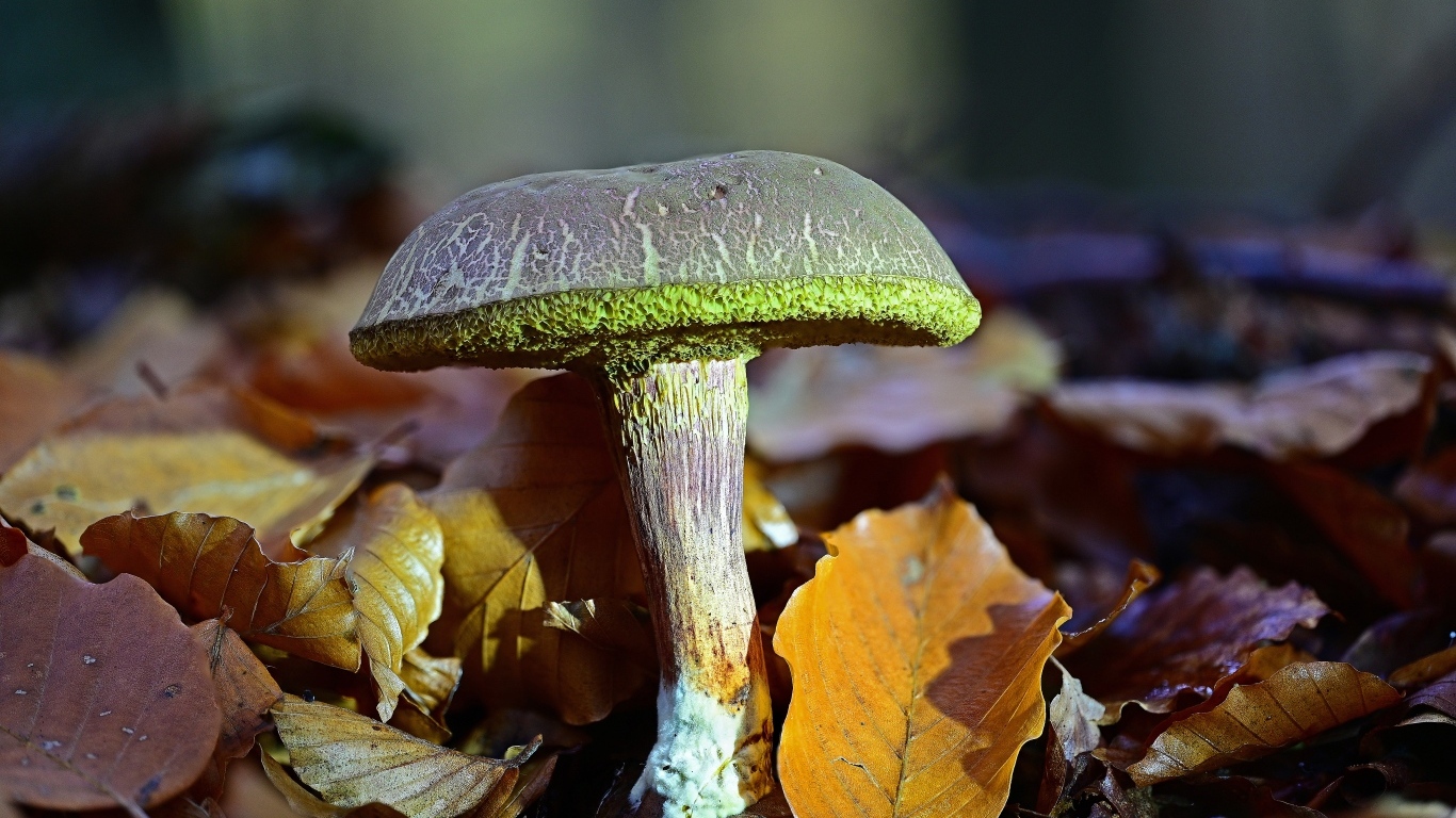 Гриб растет в опавших листьях в лесу