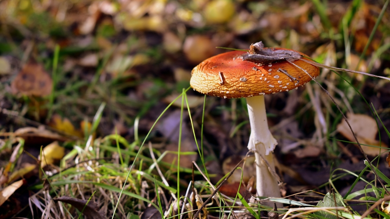 Красный мухомор растет в траве в лесу