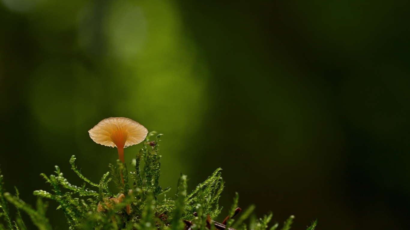 Маленький гриб поганка в зеленом мху