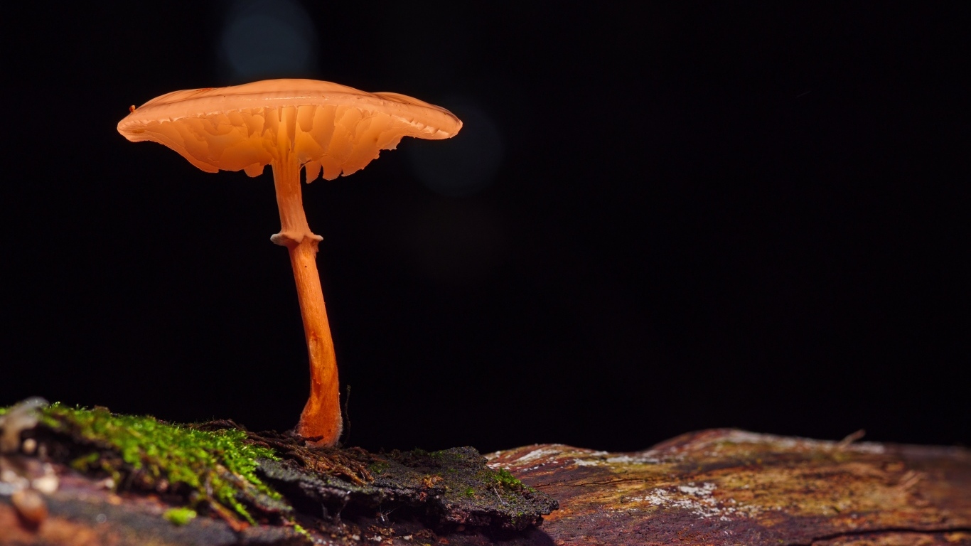 Гриб поганка растет на сухом дереве