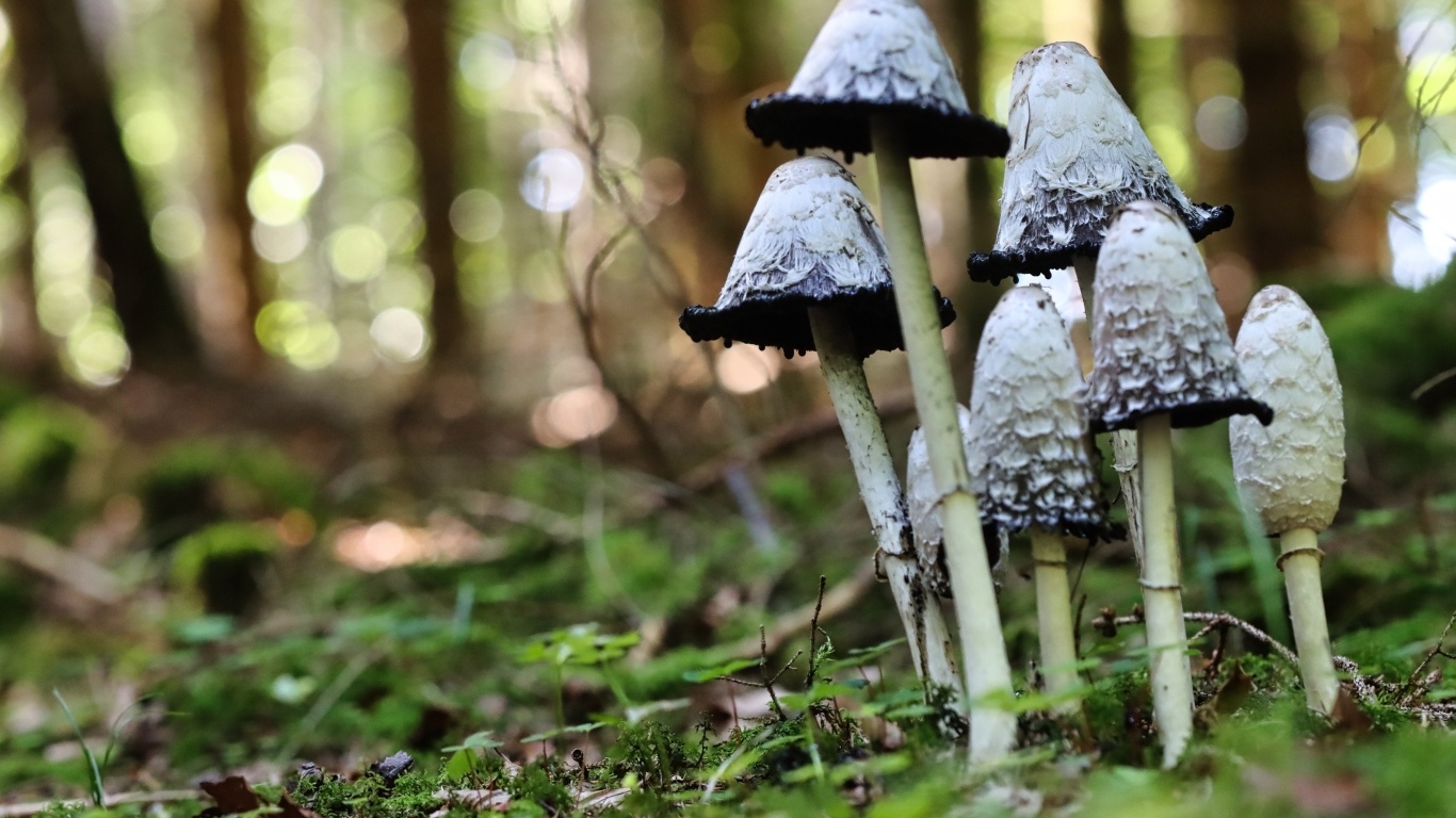 Грибы поганки растут в лесу