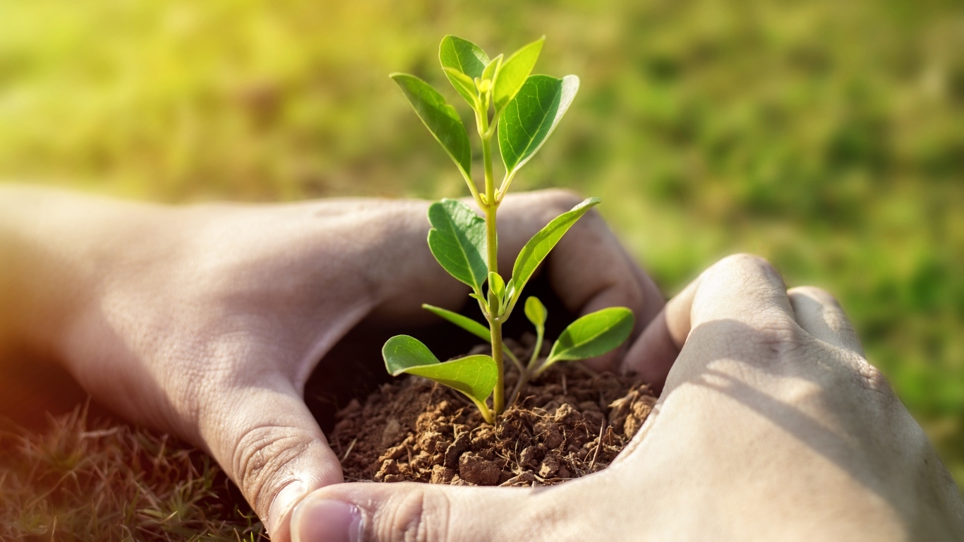 Зеленый росток пробивается из земли