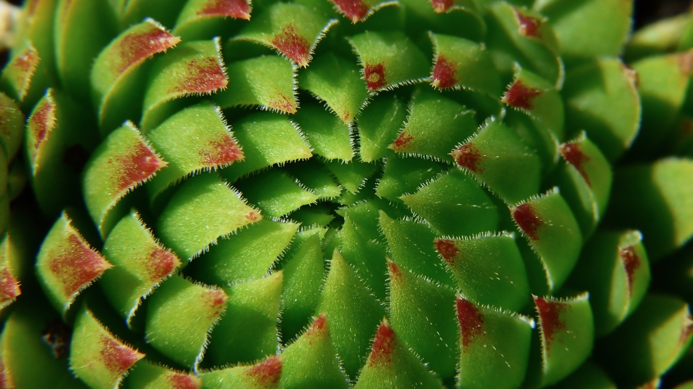 Красивый зеленый артишок крупным планом