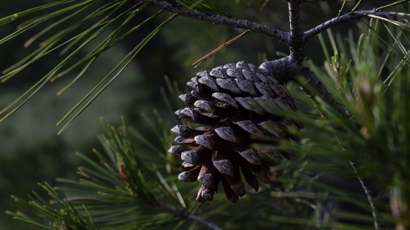 Большая черная шишка на ветке сосны