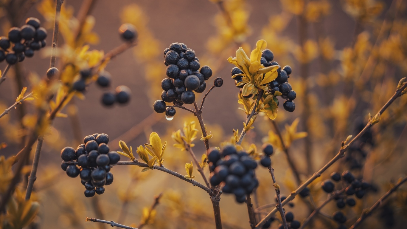 Черные ягоды на кусте