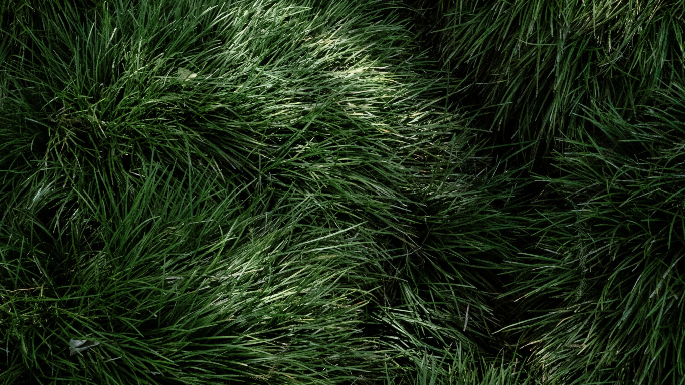 Пушистая зеленая трава крупным планом