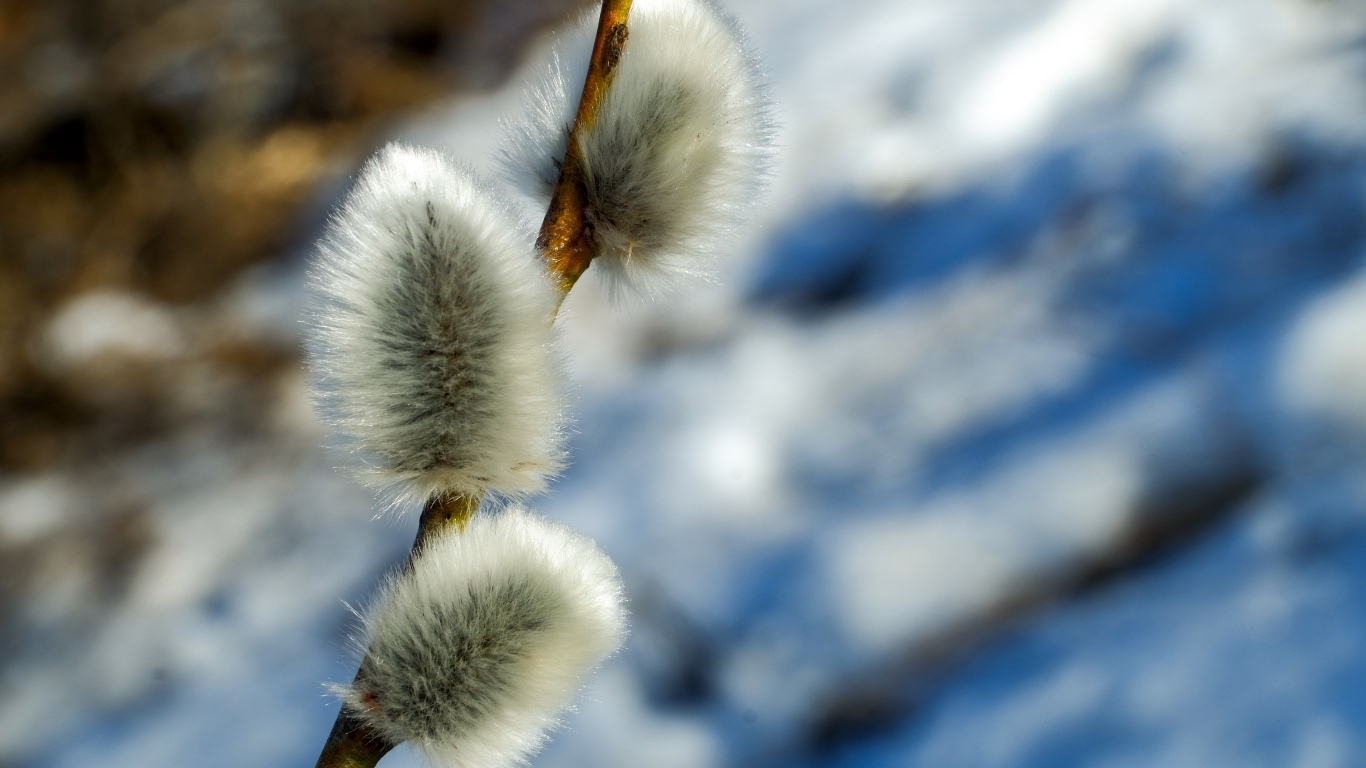 Пушистая веточка вербы крупным планом