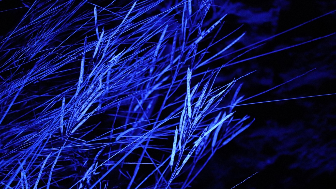 Трава в синем свете ночью 
