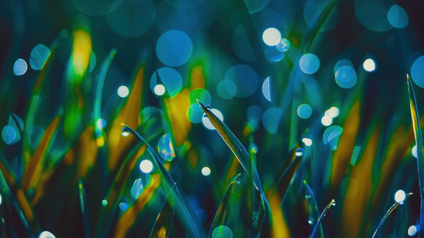 Зеленая трава в каплях росы крупным планом