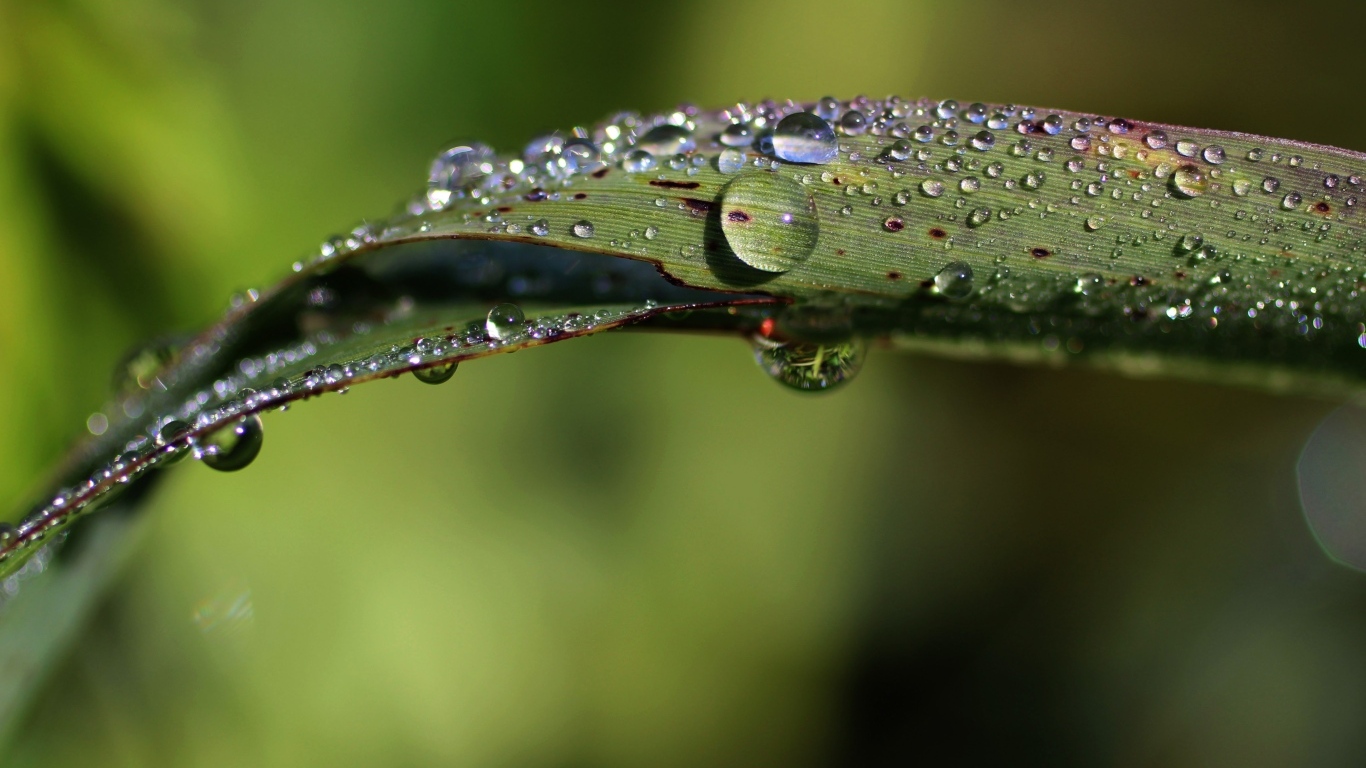 Зеленая трава в каплях дождя