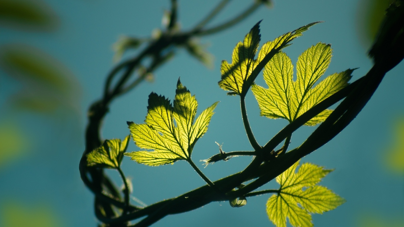 Зеленые листья хмеля в лучах солнца