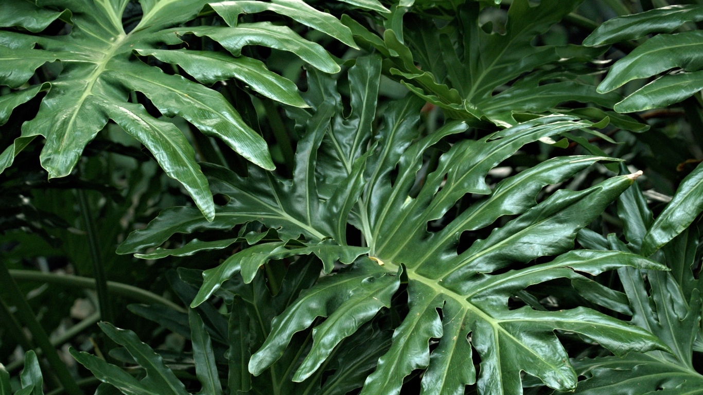 Большие зеленые листья растения филодендрон