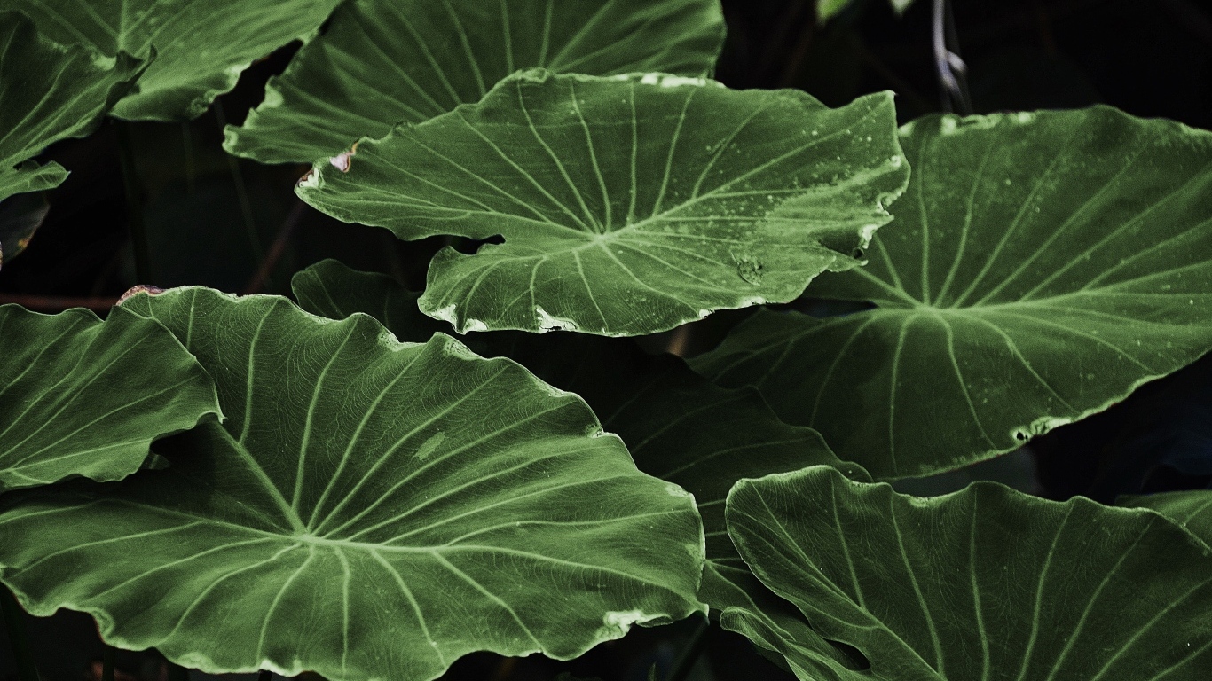 Большие зеленые листья растения крупным планом