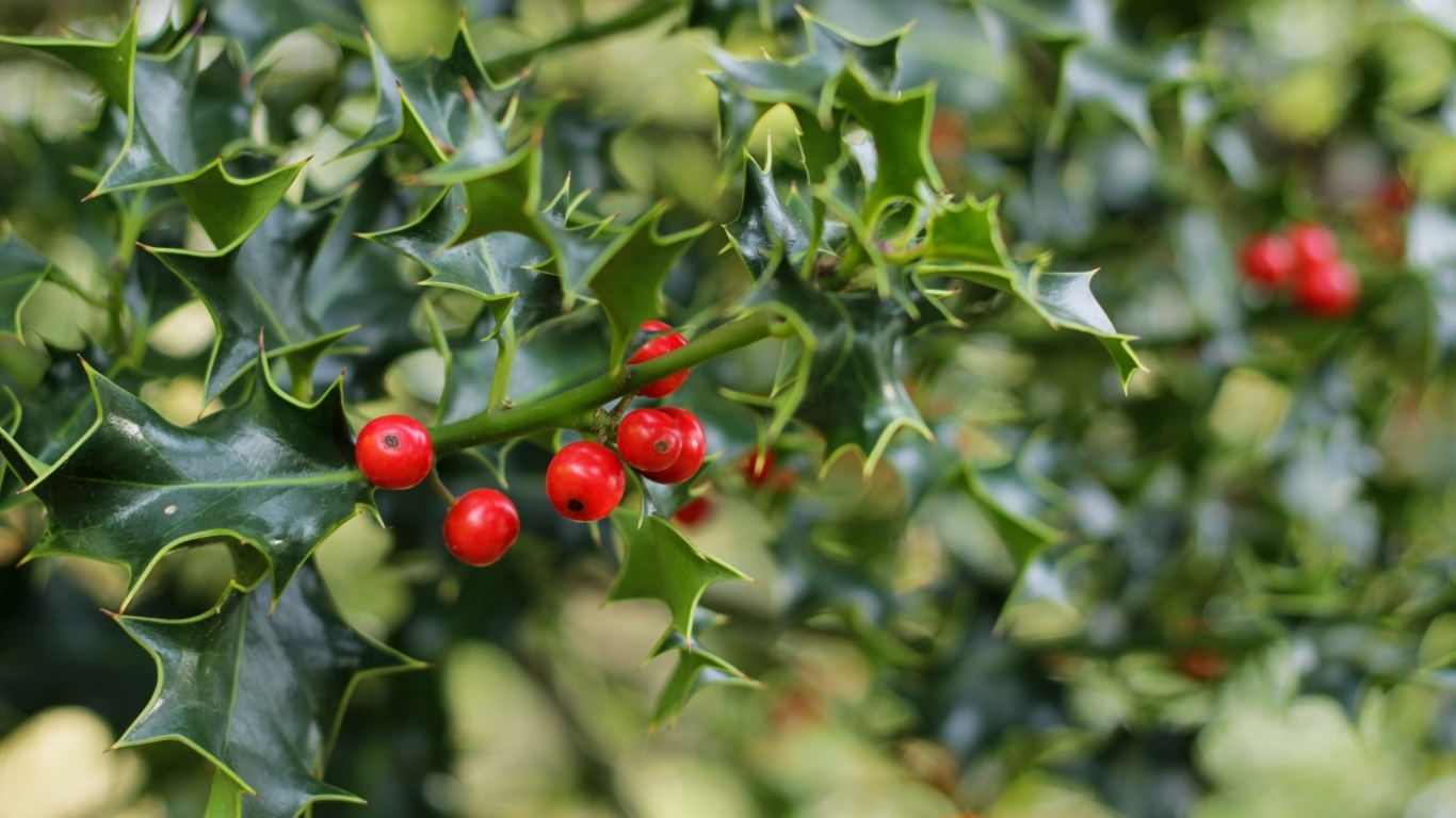 Красные ягоды на ветке с зелеными листьями