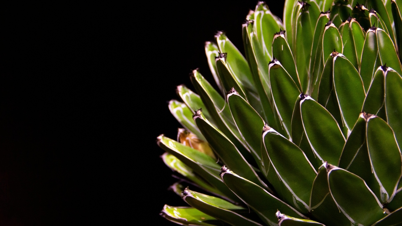 Сочный зеленый кактус на черном фоне