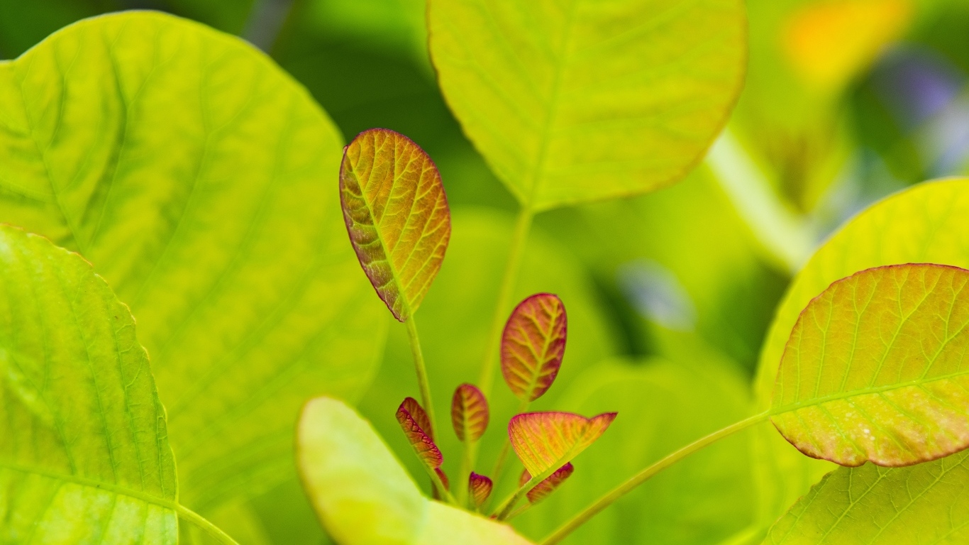 Нежные молодые зеленые листья