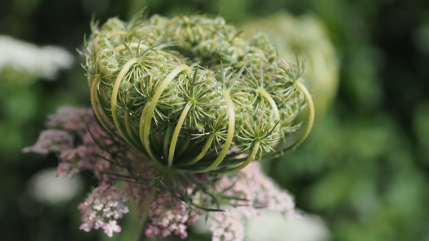 Зонтик полевого растения крупным планом