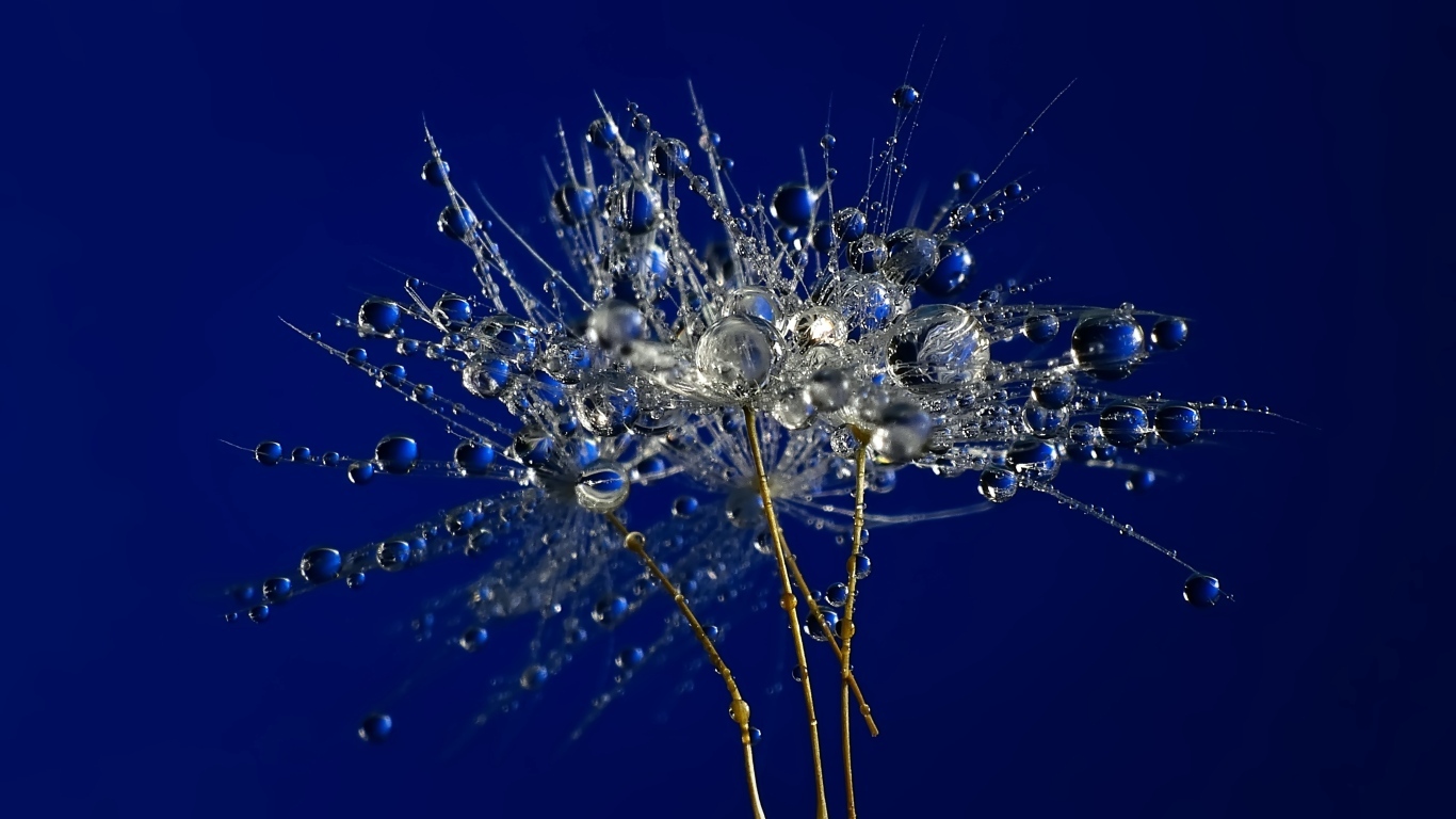 Мокрые остатки одуванчика на синем фоне