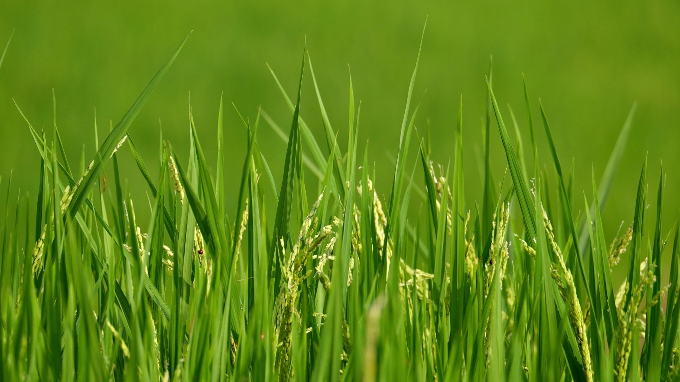 Молодая зеленая трава с колосками