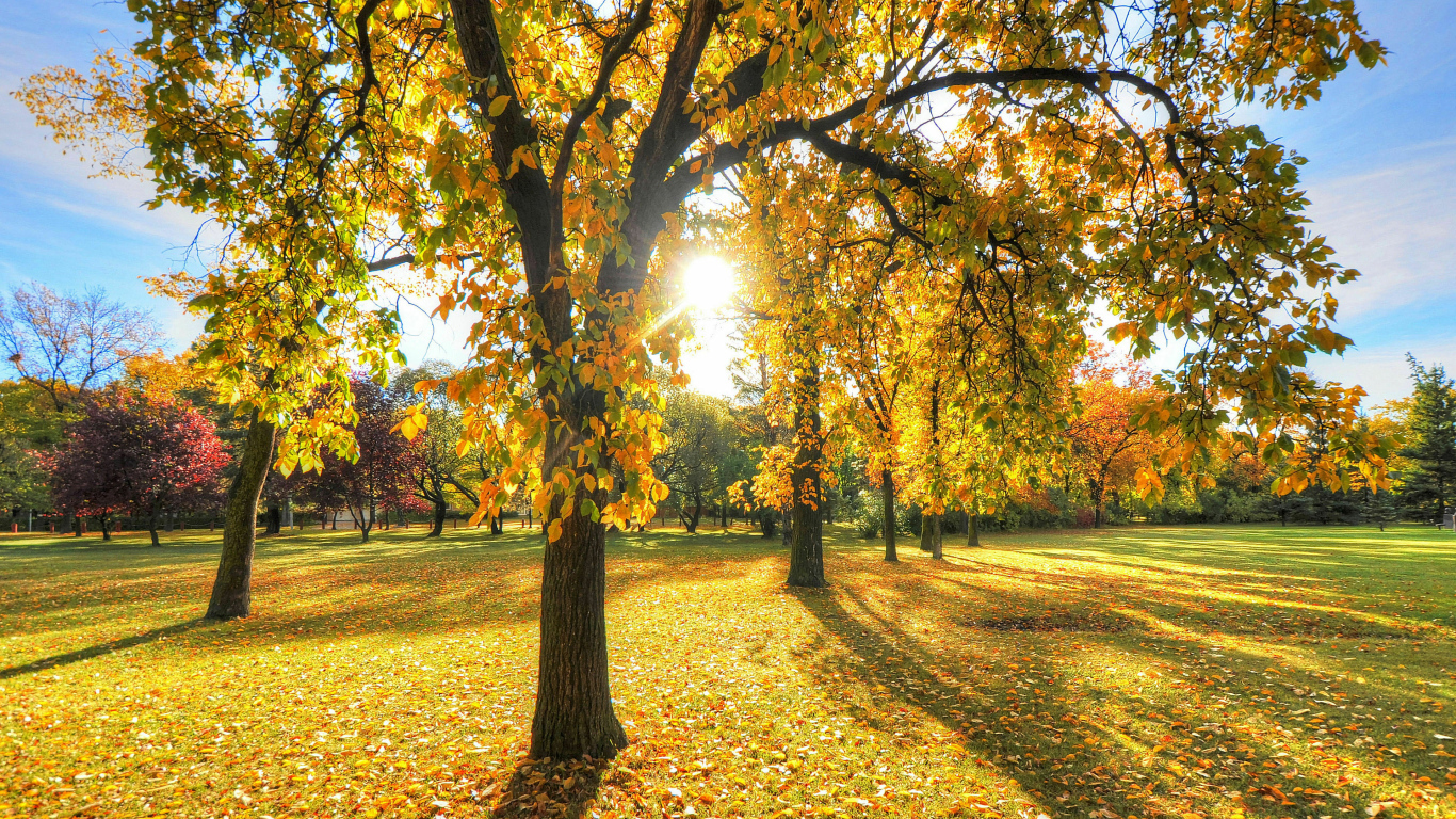 Солнце освещает деревья в осеннем парке