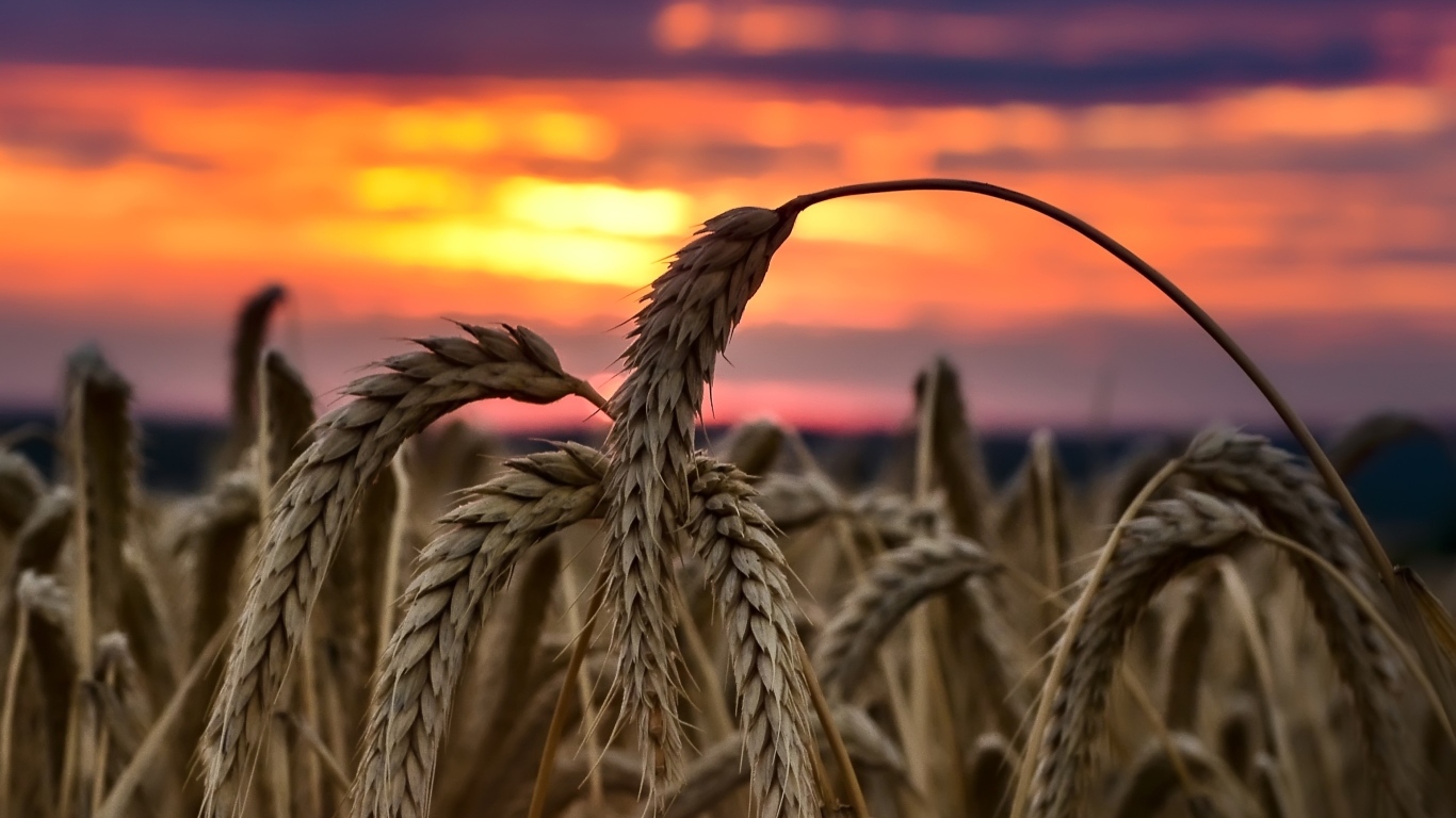 Колосья спелой пшеницы на закате солнца на поле