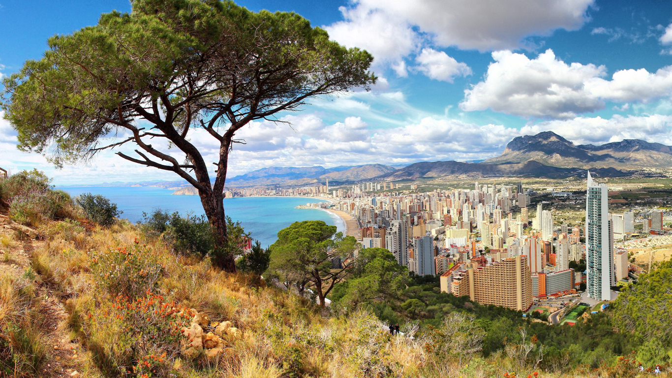 Красивый вид на зеленое дерево на фоне города, Испания