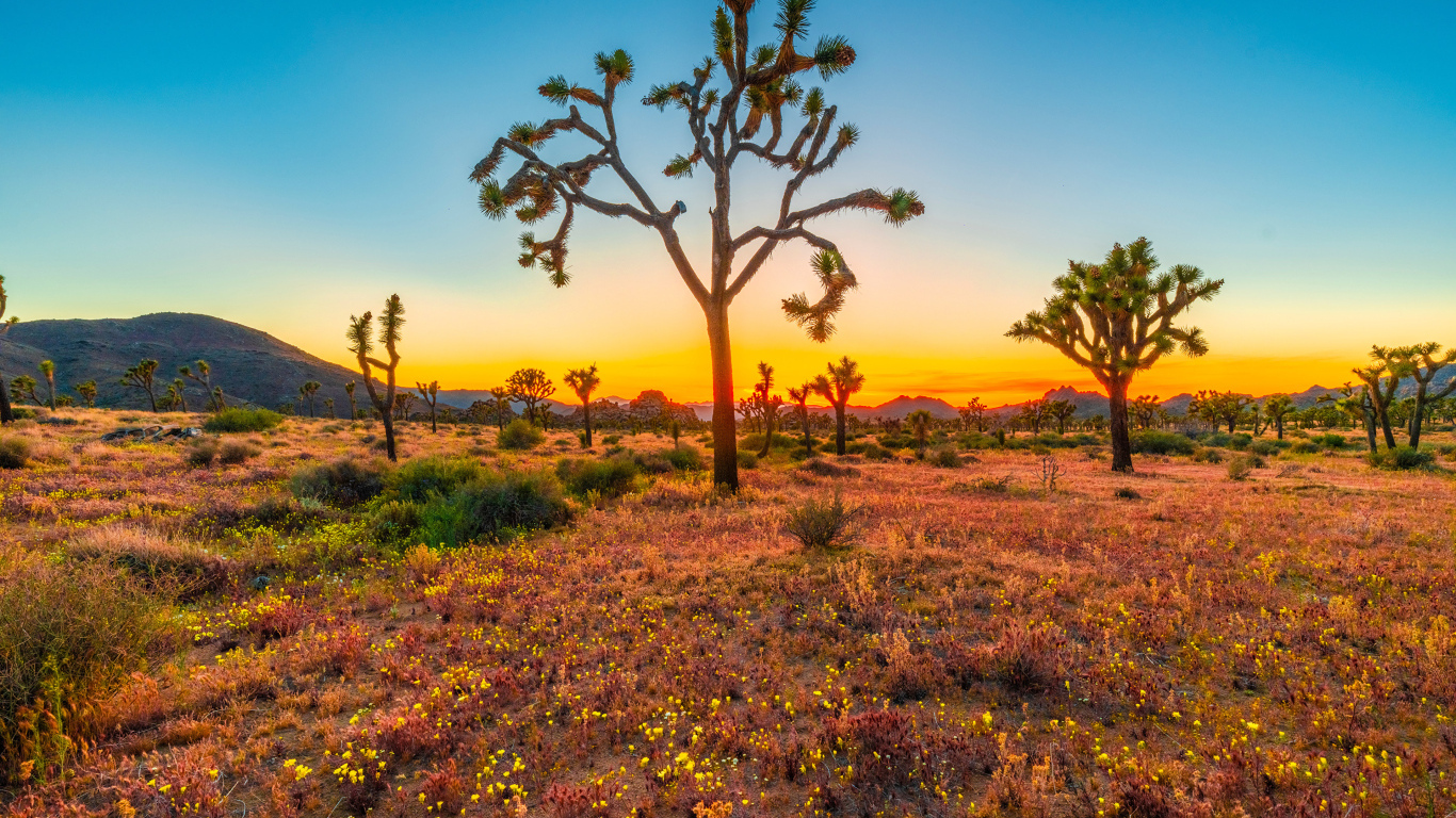 Закат солнца в национальном парке Джошуа-Три, США