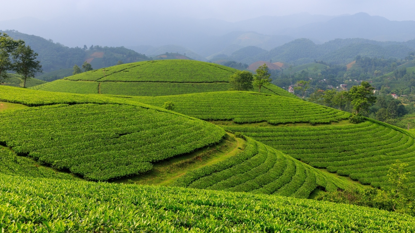 Зеленые чайные плантации, Вьетнам
