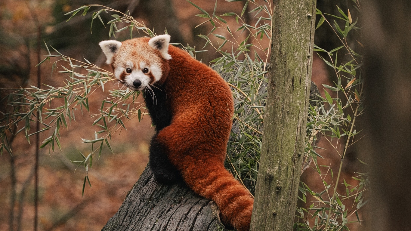 Красная панда сидит на дереве эвкалипта