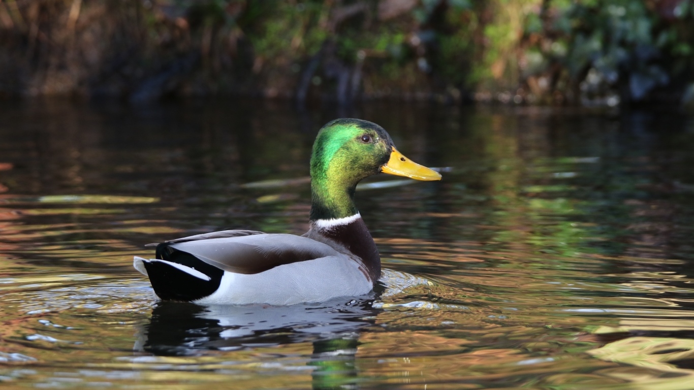 Красивый селезень плавает в воде