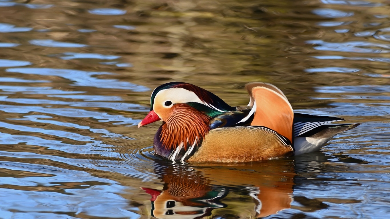 Разноцветная утка мандаринка плавает в воде